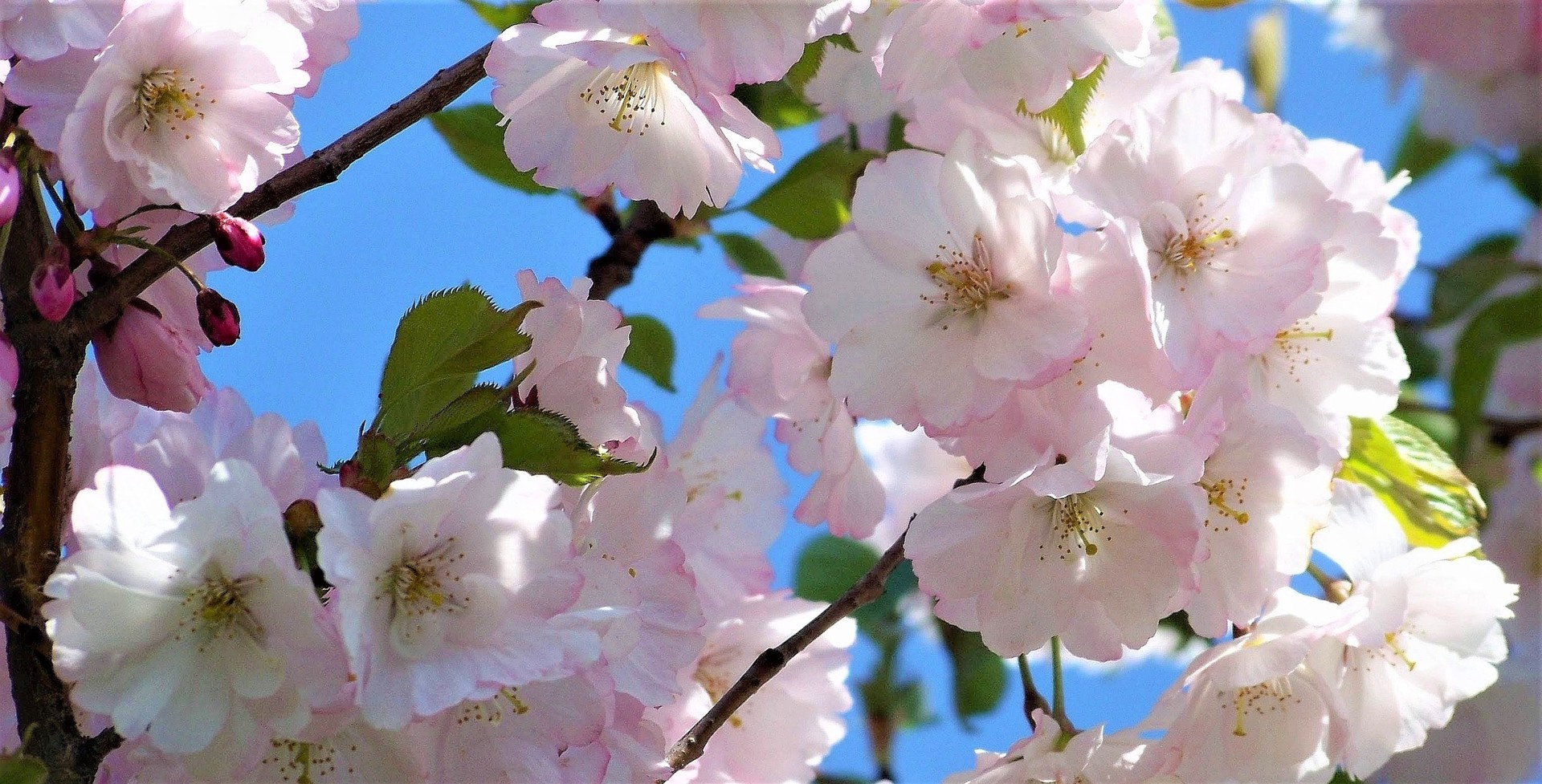 万博記念公園 桜まつり Omoniの主にっき